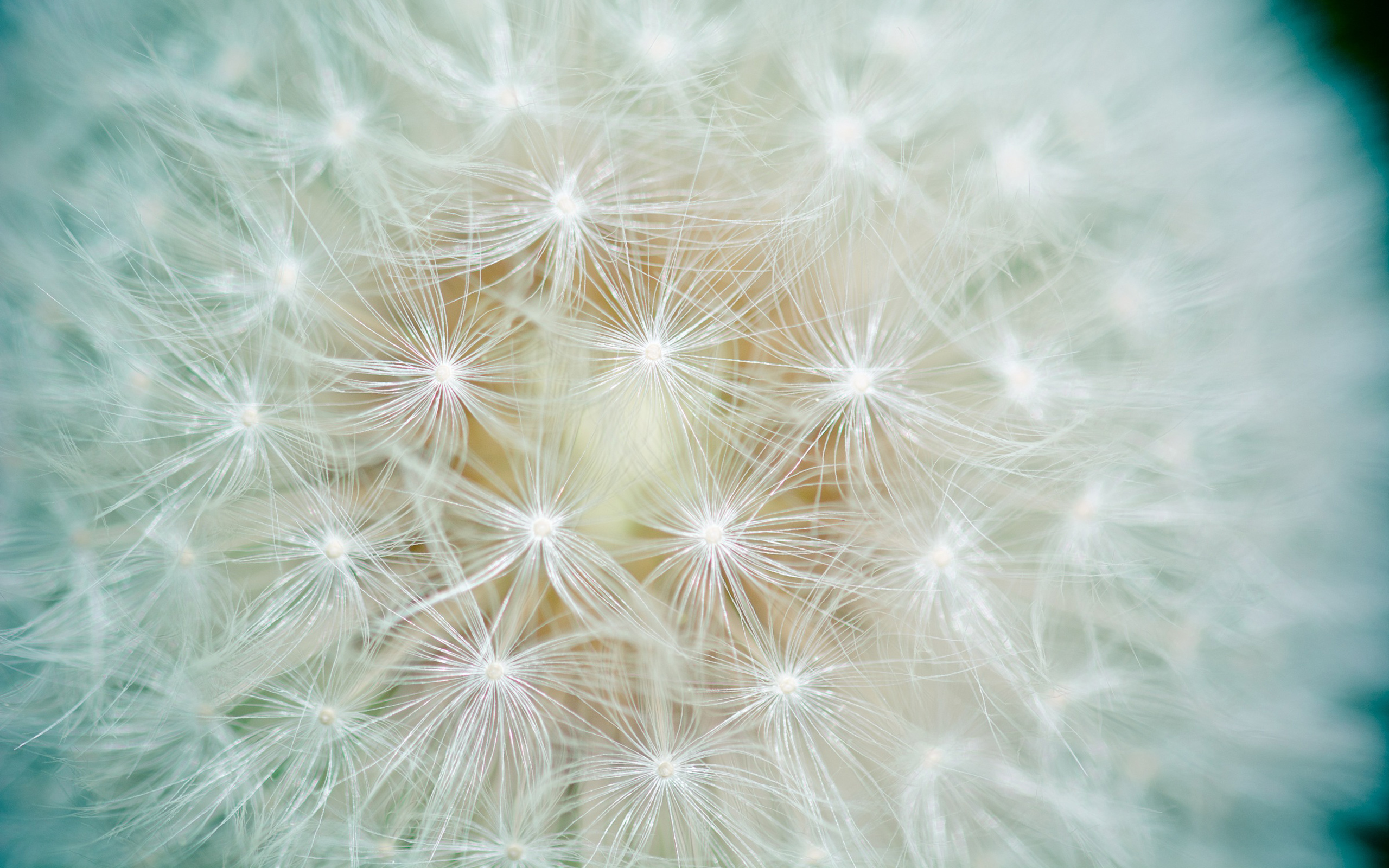 Dandelion Flower Macro3277217269